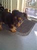 5 1/2 week old yorkie pls HELP!-bb88c4b932a0.jpg