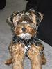 Mutant Yorkie.  World's largest yorkie?-picture-299.jpg