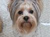 Hello there, new here! I have a neutering question.-mimi-2-years-old.jpg