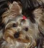 White on chest at 11 months?-myyorkiecharlie-michelle-northcarolina-2-.jpg