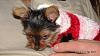 Knitting-dani-her-christmas-sock-dress-8-wks-20.jpg