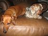Good breed companions for Yorkies?-lucy-fna.jpg