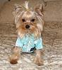 Yorkie rain coats?-ryderraincoat-003.jpg