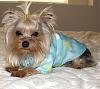 Yorkie rain coats?-ryderraincoat-006.jpg