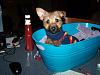 Hello new here and think i have a Part Yorkie so can I fit in here ? tee hee-100_2349.jpg