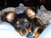 Starting to think he's not full yorkie, what do you think?-gizmo068.jpg