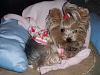 premie baby clothes for your yorkie-tired-teddi-5.jpg