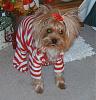 premie baby clothes for your yorkie-dcam0038-11x11-9x9.jpg