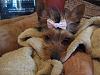 Just joined..Yorkie/Silkie mix as was told when I adopted her??-img_0172.jpg