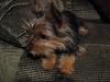 Just joined..Yorkie/Silkie mix as was told when I adopted her??-img_0144.jpg