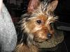 Just joined..Yorkie/Silkie mix as was told when I adopted her??-img_0154.jpg