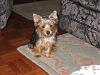 I need help with a very needy Yorkie!-chase-001.jpg