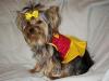 Looking for Yorkie Models~~-470046071doevbj_ph.jpg