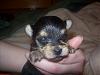 Yorkie puppy born at 1oz...normal?-119_1076.jpg