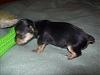 Yorkie puppy born at 1oz...normal?-119_1158.jpg