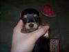 Yorkie puppy born at 1oz...normal?-119_1159.jpg