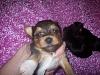 Yorkie puppy born at 1oz...normal?-119_1295.jpg