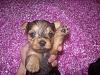 Yorkie puppy born at 1oz...normal?-119_1297.jpg