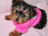 Looking for Yorkie Models~~-pink.jpg