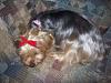 Yorkie puppy born at 1oz...normal?-rosie-christmas-pics-005.jpg