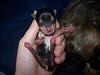 Yorkie puppy born at 1oz...normal?-rosies-puppies-born-050.jpg