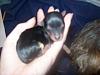 Yorkie puppy born at 1oz...normal?-rosies-puppies-born-051.jpg