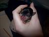Yorkie puppy born at 1oz...normal?-rosies-puppies-born-063.jpg
