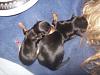 Yorkie puppy born at 1oz...normal?-rosies-puppies-born-069.jpg