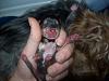 Yorkie puppy born at 1oz...normal?-rosies-puppies-born-094.jpg