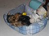 Where does your Yorkie Sleep?-p1040331.jpg