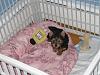 Where does your Yorkie Sleep?-img_2689.jpg