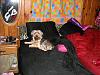 Where does your Yorkie Sleep?-php8lndnspm.jpg