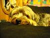 Where does your Yorkie Sleep?-phpcmkgilpm.jpg