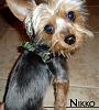 Nikko's Braided Leather Harness-harnesscuteheadshot2.jpg