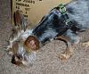 Nikko's Braided Leather Harness-harnesssideview2.jpg