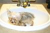 Yorkie puppy born at 1oz...normal?-keylee2.jpg