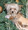 Yorkie puppy born at 1oz...normal?-keylee3.jpg