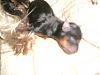 New Puppies...-cimg9455.jpg