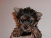 Finally got my yorkie....-gus.jpg