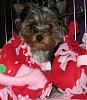 ♥ Missy is in Surgery right now ♥-pink2.jpg