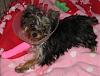 ♥ Missy is in Surgery right now ♥-pink3.jpg