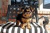 Was my puppy switched?-maddie-8-weeks-2.jpg