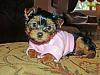 Was my puppy switched?-maddie-8-weeks.jpg