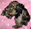 What is the cutest thing your yorkie does?-n510558303_1078660_493.jpg