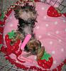 What is the cutest thing your yorkie does?-pink1.jpg