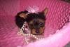 I saw this Yorkie ad today.-4576nh8_20.jpg