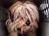 Yorkie train needed from Southern IN to Chicago IL!-muppet2-11-09.jpg
