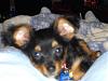 Calling All YT Boys -- COME JOIN!!!-gizmo068.jpg