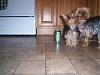 Does your yorkie "smile"?-102_0381.jpg