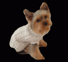 Looking for Yorkie Models~~-camelperfect-copy.gif